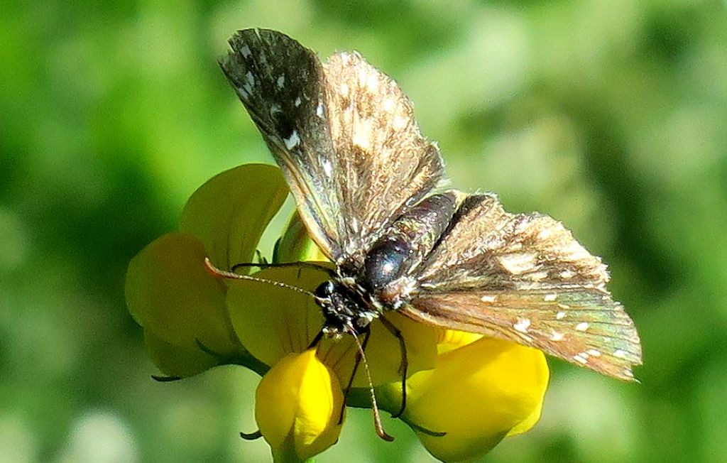 farfalla su un cespuglio: Pyrgus malvoides